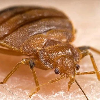 Calgary Bed Bugs